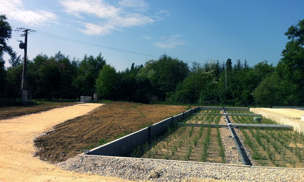 Lits plantés de roseaux pour effluents vini-viticoles.